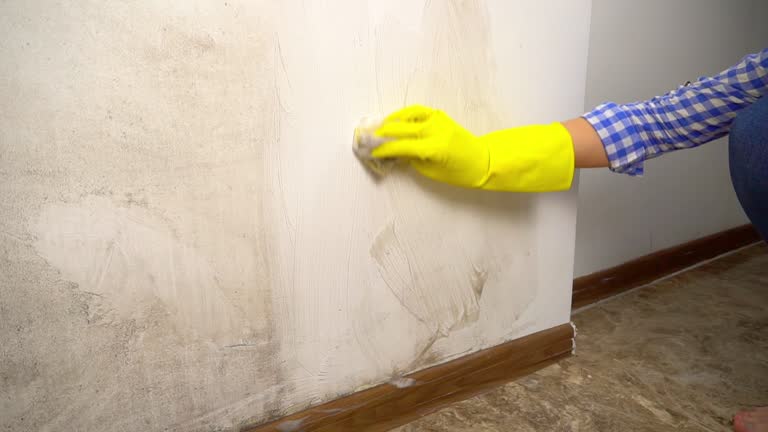 Best Mold Damage Restoration  in Red Bank, NJ