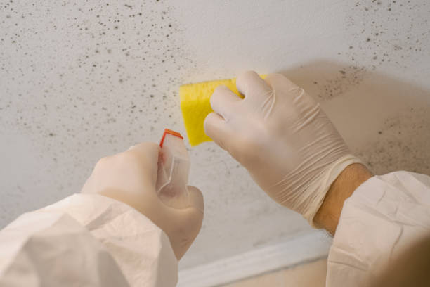 Mold Remediation for Rental Properties in Red Bank, NJ
