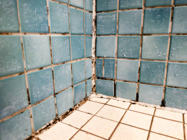 Best Attic Mold Removal  in Red Bank, NJ