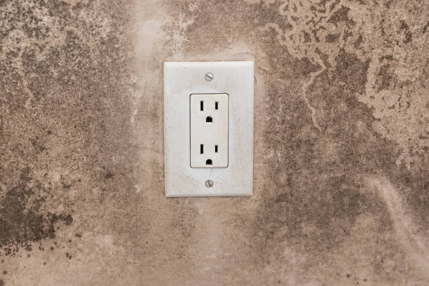 Reliable Red Bank, NJ Mold Removal Solutions