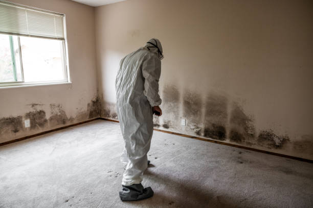 Best Black Mold Removal  in Red Bank, NJ
